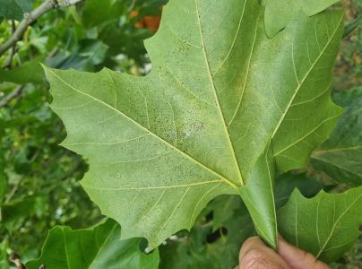 Sietnička platanov&aacute;