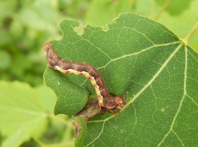 Piadivka zimn&aacute;