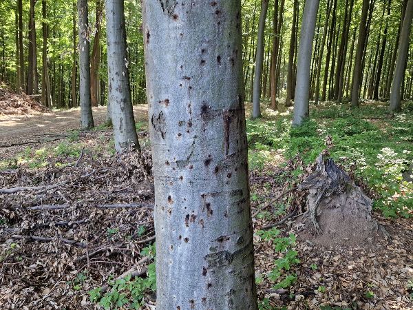 Beech bark beetle