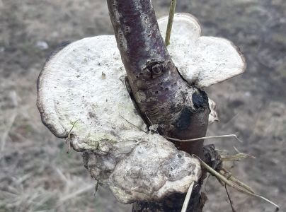 Sivop&oacute;rovka tmav&aacute;