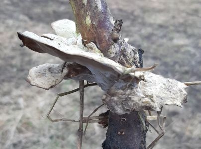 Sivop&oacute;rovka tmav&aacute;