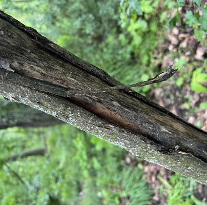 A - nejednoznačne určen&yacute;, nie sme si ist&iacute;