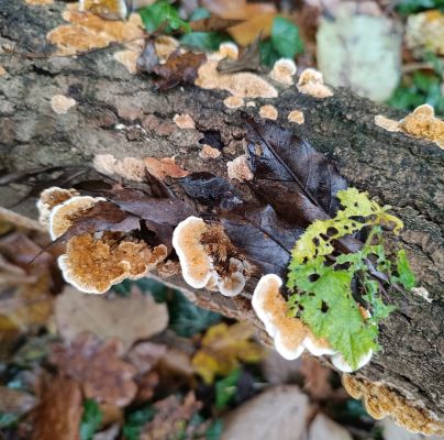 A - nie je v datab&aacute;ze