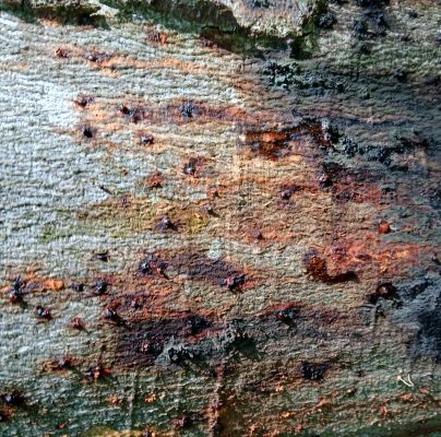 A - nejednoznačne určen&yacute;, nie sme si ist&iacute;