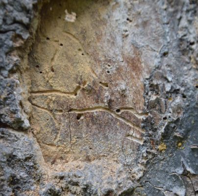 A - nejednoznačne určen&yacute;, nie sme si ist&iacute;