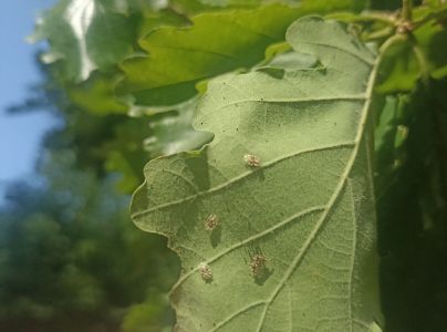 Sietnička dubov&aacute;