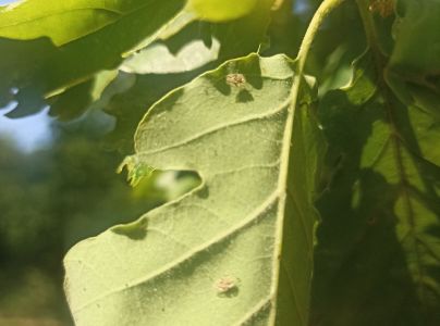 Sietnička dubov&aacute;