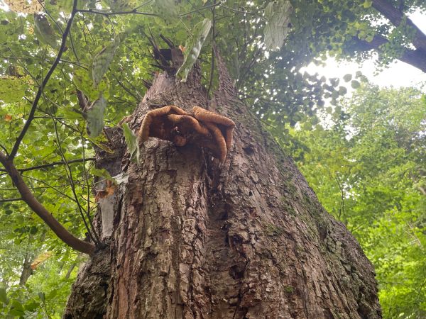 Dryad&rsquo;s saddle