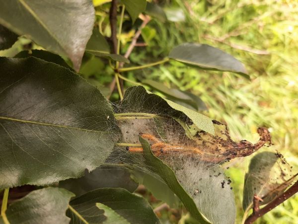 Social pear web-spinner