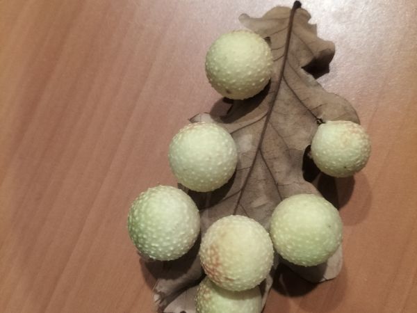 Cynipid gall wasp Cynips quercusfolii 