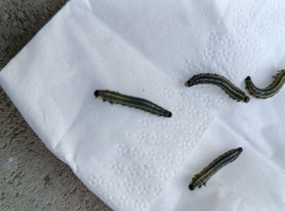 Hreben&aacute;rka hrdzav&aacute; 