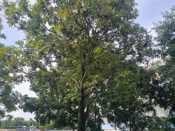 Mite Aceria fraxinivora