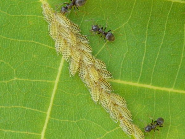 Large walnut aphid