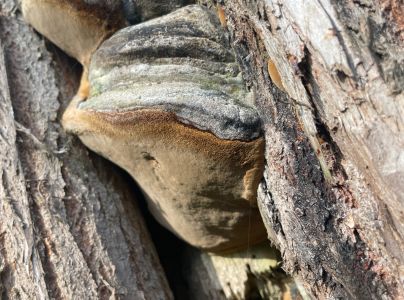 Ohňovec obyčajn&yacute;