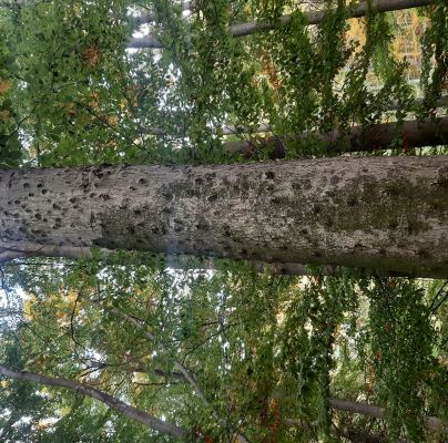 Taphrorychus bicolor 