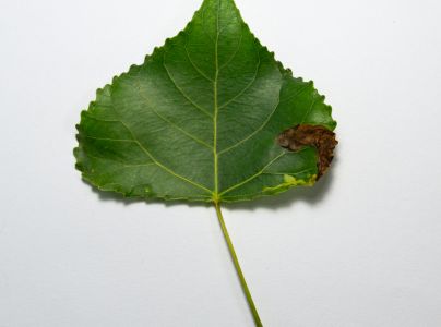 A - nie je v datab&aacute;ze