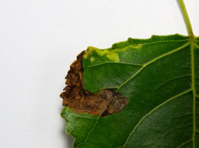 A - nie je v datab&aacute;ze