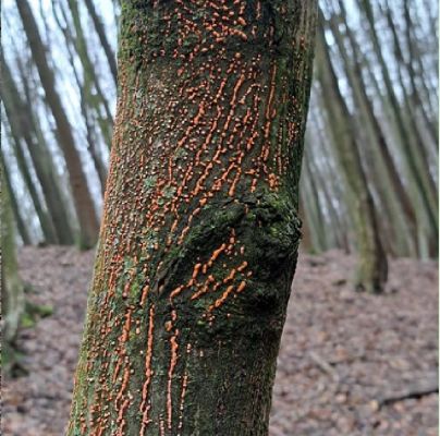 A - nejednoznačne určen&yacute;, nie sme si ist&iacute;