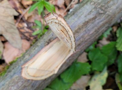 Ofiost&oacute;ma brestov&aacute;