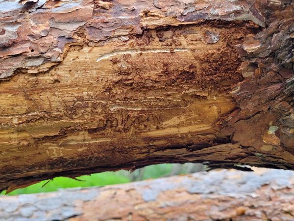 Common pine shoot beetle