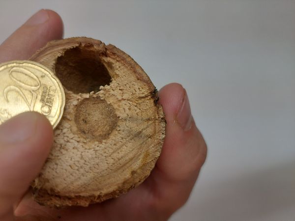 Violet carpenter bee