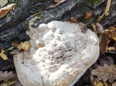 Pr&aacute;chnovec kopytovit&yacute;