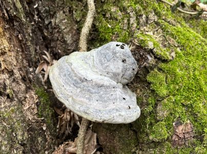 Pr&aacute;chnovec kopytovit&yacute;