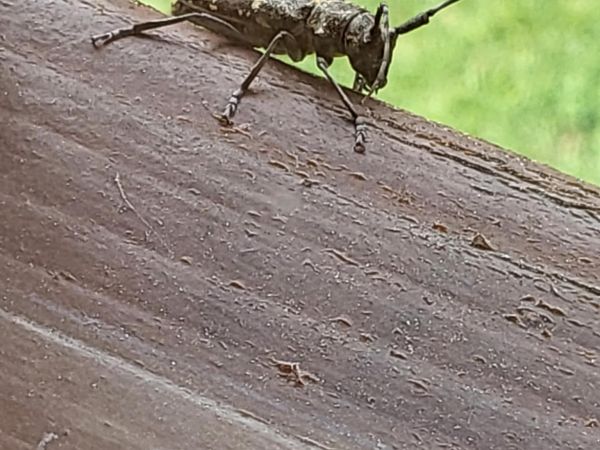 Long-horned beetle