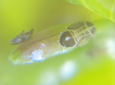 Psyla eukalyptov&aacute;