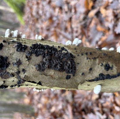 Auricularia  mesenterica 