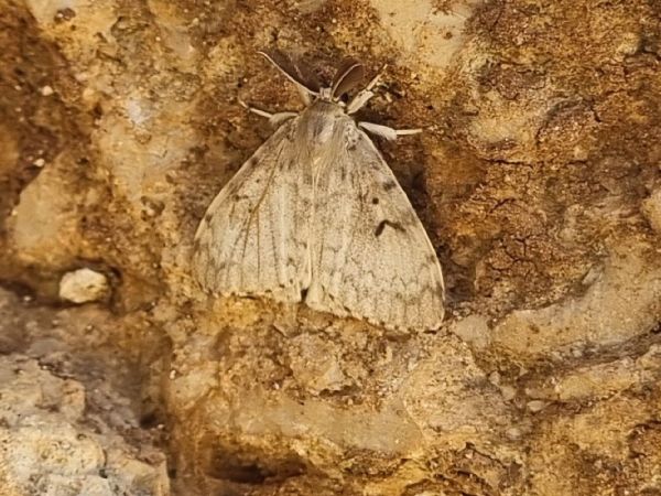 Gypsy moth