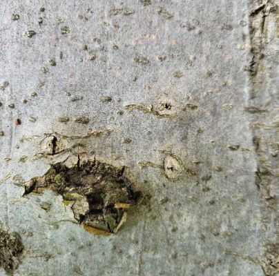 Taphrorychus bicolor 