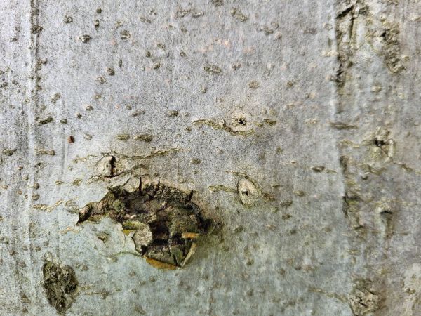 Beech bark beetle