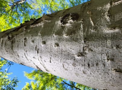 Lykožr&uacute;t bukov&yacute;