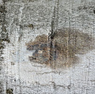 Taphrorychus bicolor 