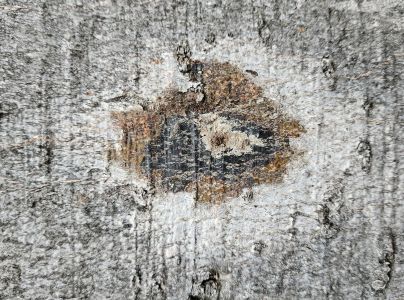 Lykožr&uacute;t bukov&yacute;