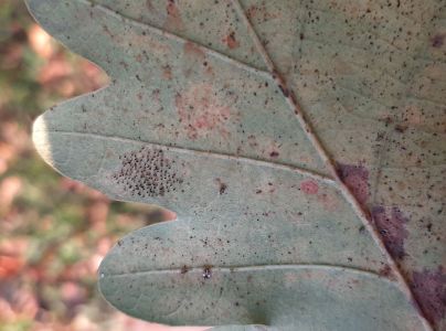 Sietnička dubov&aacute;