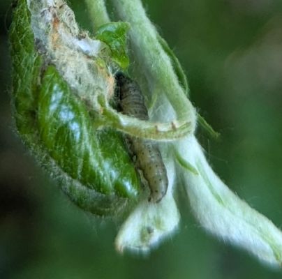 A - nejednoznačne určen&yacute;, nie sme si ist&iacute;