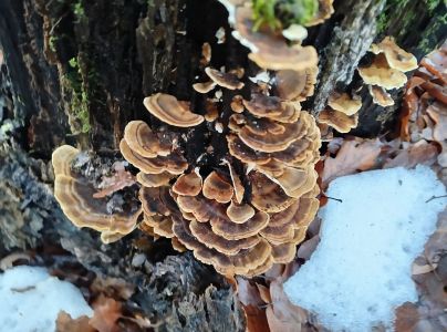 Tr&uacute;dnikovec pestr&yacute;