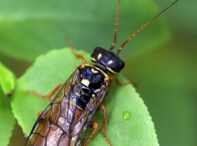 Ploskanka smrekov&aacute; 