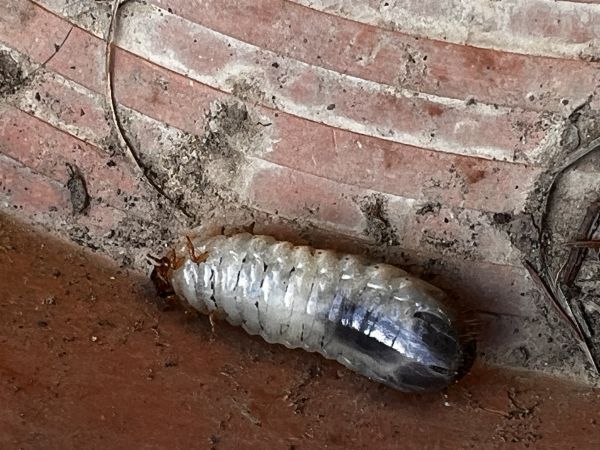 Flower chafers Cetoniinae