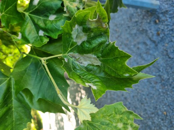 Plane tree powdery mildew