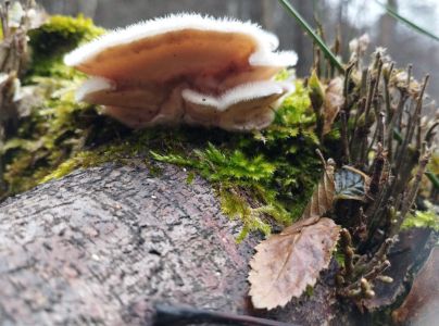 Tr&uacute;dnikovec chlpat&yacute;