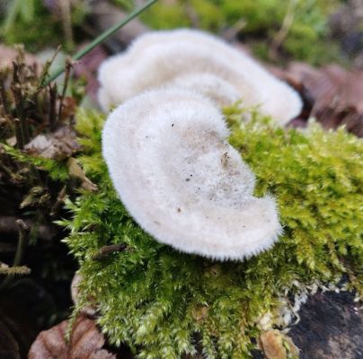 Trametes hirsuta 