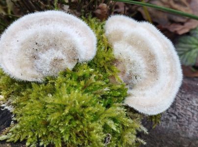 Tr&uacute;dnikovec chlpat&yacute;