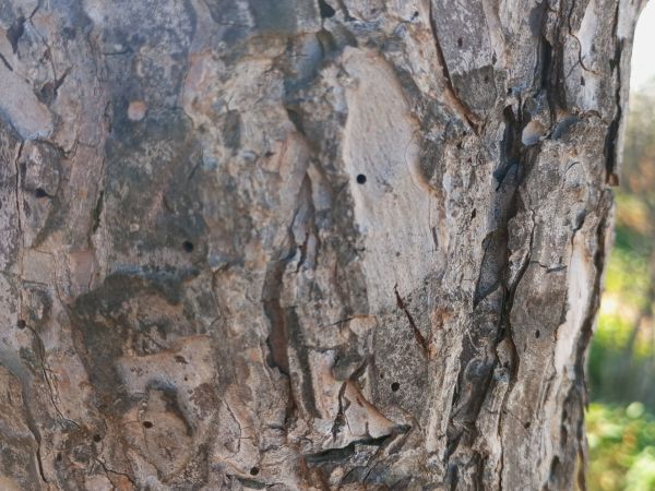 A - Ambiguously determined, we are not sure