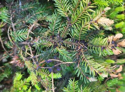 Spletovka ihličinov&aacute;