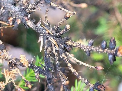 Spletovka ihličinov&aacute;