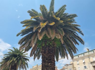 Nos&aacute;nik palmov&yacute;