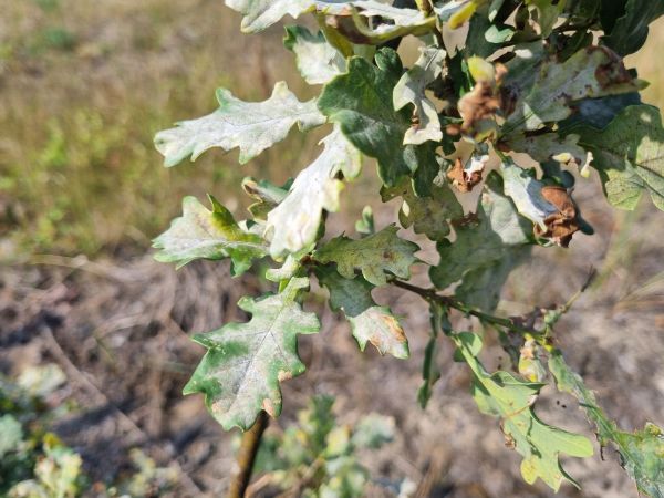 Oak powdery mildew